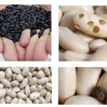 Unraveling the Contaminated Bean Messages