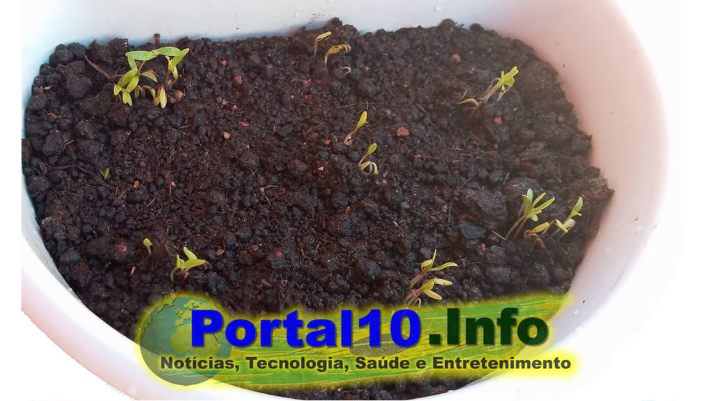 Pimenteira germinando