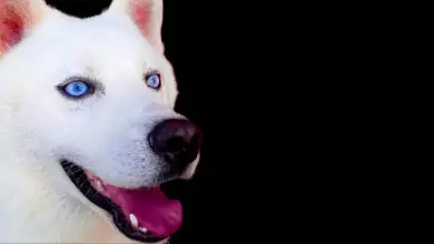Blue eyes white siberian husky dog on black background