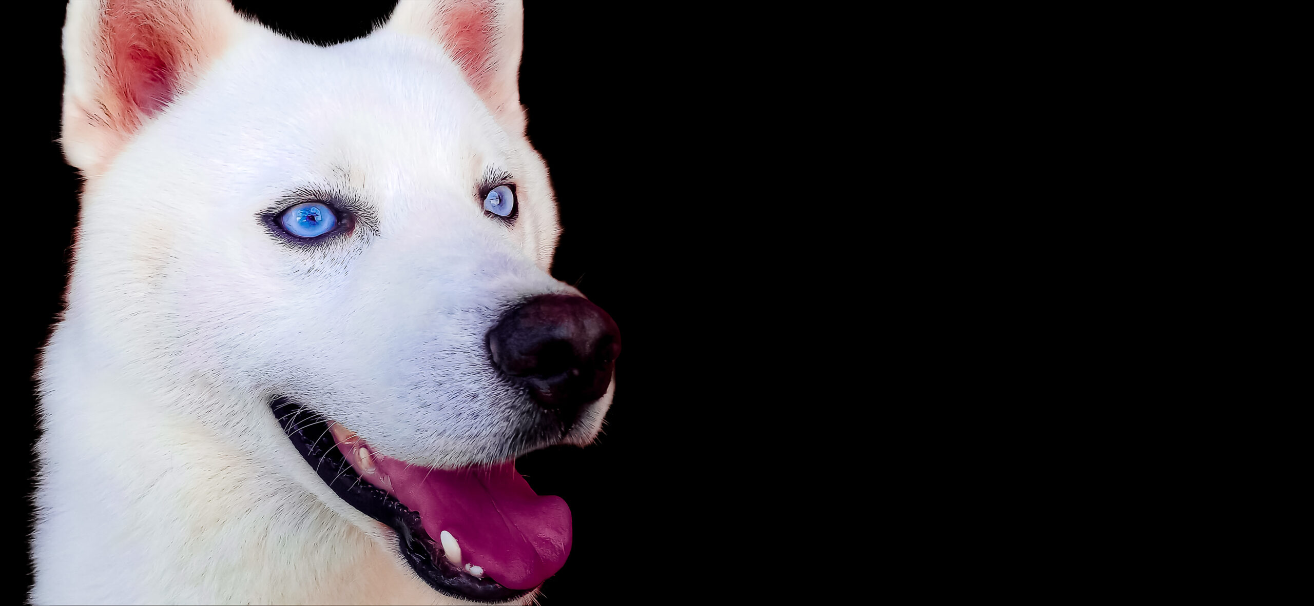 Blue eyes white siberian husky dog on black background