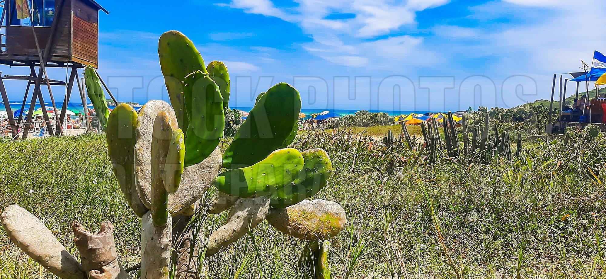 Cacti and green grass on the beach sand