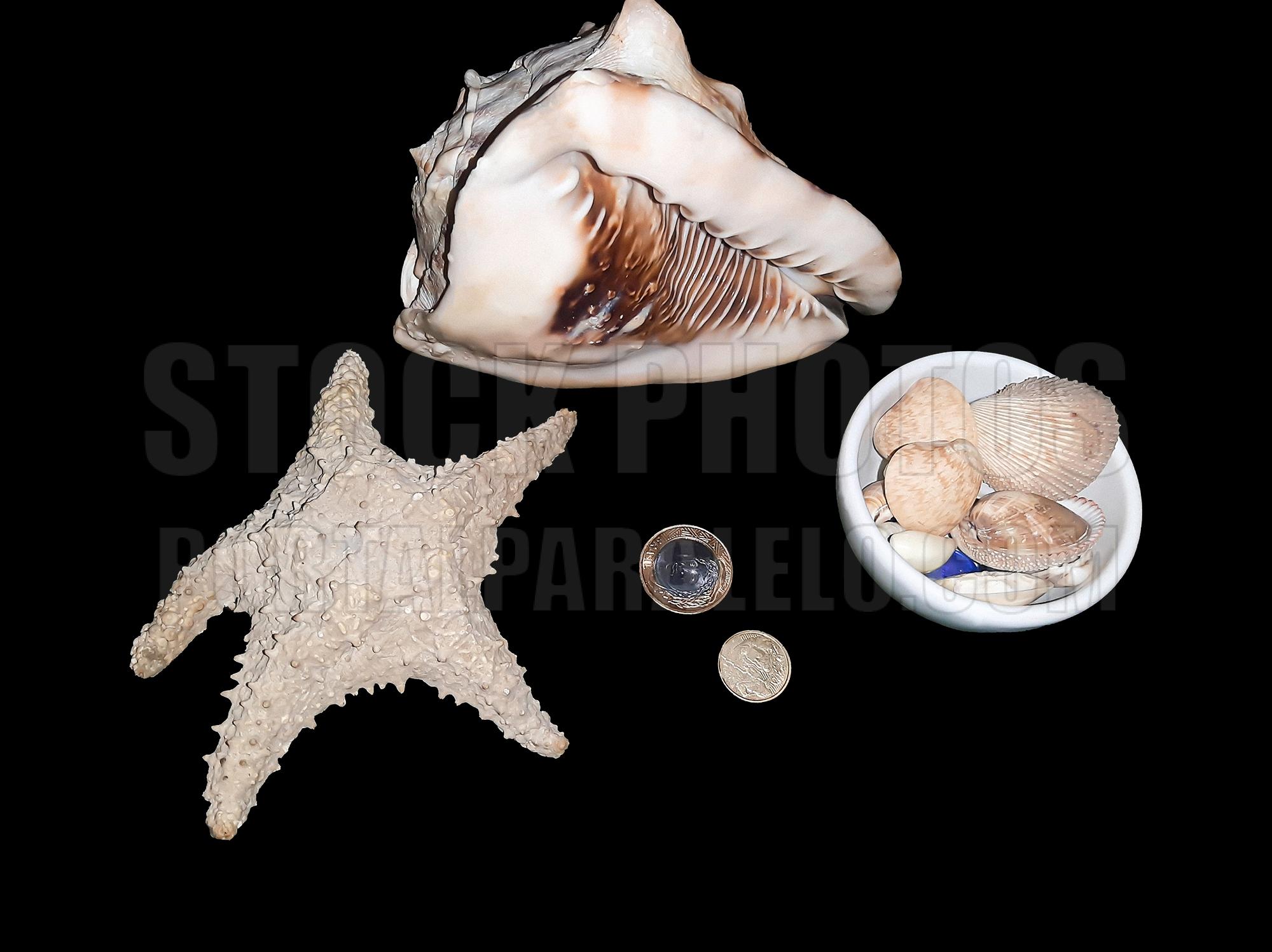 Shells, starfish and coins on black background