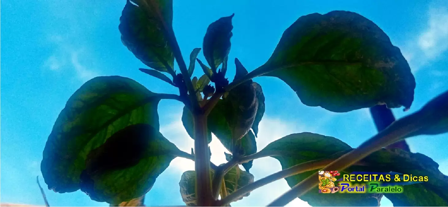Plants Speak. Did You Know? 3 planta murcha